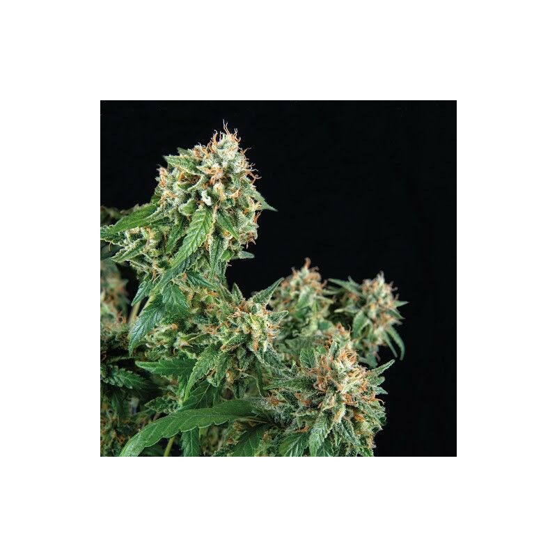 69.G, Фасовка: 5+1